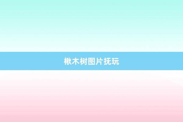 楸木树图片抚玩